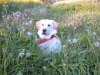 Mobile Hundeschule Endres