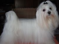 Little Charming Dog´s