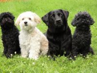 Hunde & Katzen-Hotel Familie Behrens