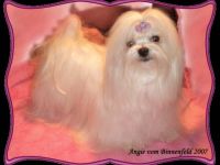 Malteser vom Piumerland