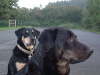 Hundeschule Bauersfeld