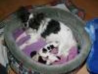 von den Bastenwald-Kobolden