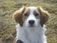 Duisburger Hundeschule /