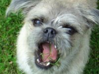 Die andere Hundeschule in Mannheim