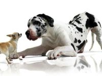 Domnik Hundetrainer / Rheinland-Pfalz