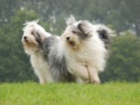 OES From Mystery Avalon