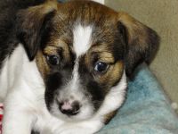 Private Hundetrainerin