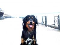 Hundetraining Katrin Berkenkamp Niedersachsen