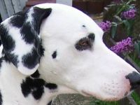 Aus der Reichelsdorfer Wurfkiste