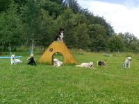 Hundeschule Happy Dog