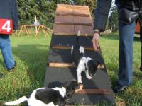 Hundepension Dortmund