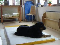 Praxis für Kleintiere und Tierphysiotherapie