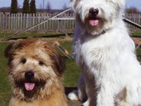 1a Hundepension Werths Willich-Neersen