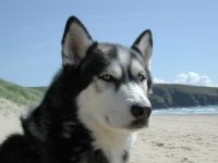 Sabine Keller Hundetraining