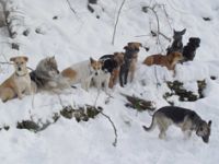 Hundezentrum-best-friend