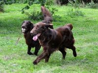 Ostfrieslands Graceful Flats