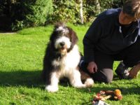 Hundeschule Doghouse