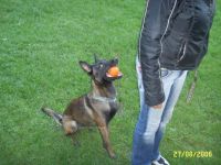 Chez Zara, private Hundepension