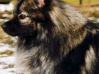 grau,black-tan,gescheckt von Ayers Rock