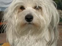 of Bavarian Moonlight