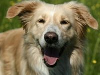 Sanny's Hundeservice