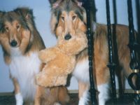 Hundepension Theresia Lemke-Bickel