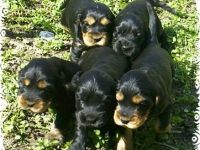 von den heiligen Gärten