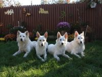 of the white Dreamdogs