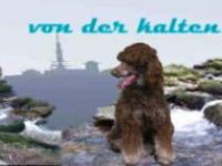 Pudel aus dem Oberharz