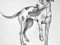 Mobile Tierheilpraxis