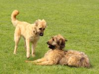 *Hundepension Jana Waldek bei Dresden