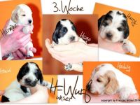 von den Dombergspatzen