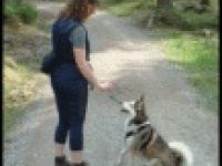 Hundeschule Pfoten-Team