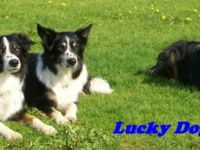 Lucky Dogs Allgäu