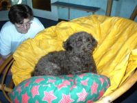 Tierpension "Cherry"