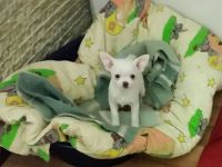 from the Mexican Hasienda