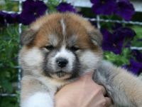 OF IKENOHATADE (100% Japanlinien)