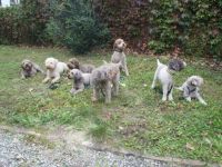 von der Schnüffelnase