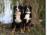 vom Großen Plöner See