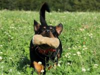 Hundeerziehungsberatung "Partner-Hund"