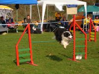 Die gezähmten Wölfe