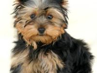 Beauty Pearls vom Welland