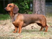 von den Wirsitzer Eichen