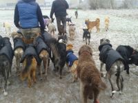 Hundpension Hundsein