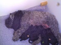 vom blauen Chevalier