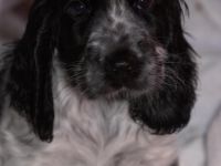 of My Sweet Castle Alge