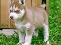 of Fantastic Snowdevils