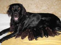 the black and liver streampower