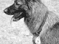 HundeArtige Hannover