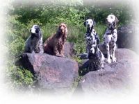 Das Team JELSI - die etwas andere Hundeerziehung